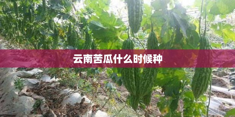云南苦瓜什么时候种