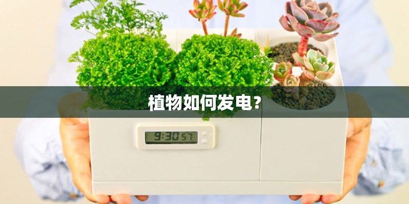 植物如何发电？