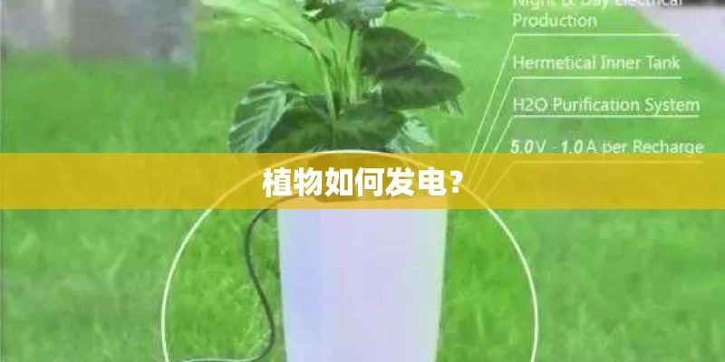 植物如何发电？