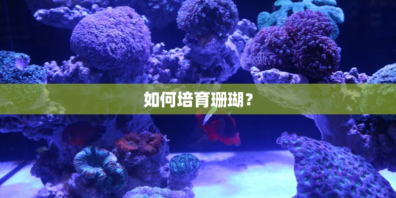 如何培育珊瑚？