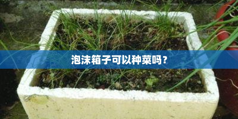 泡沫箱子可以种菜吗？