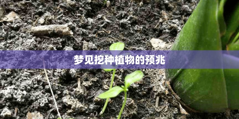 梦见挖种植物的预兆