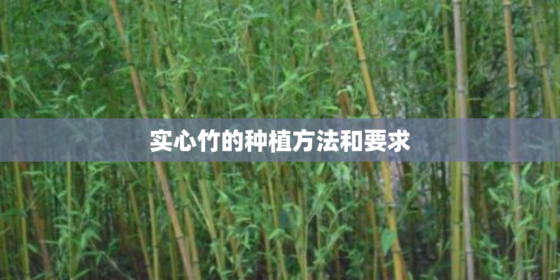 实心竹的种植方法和要求
