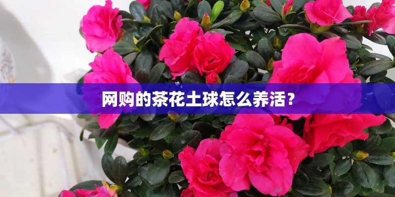 网购的茶花土球怎么养活？