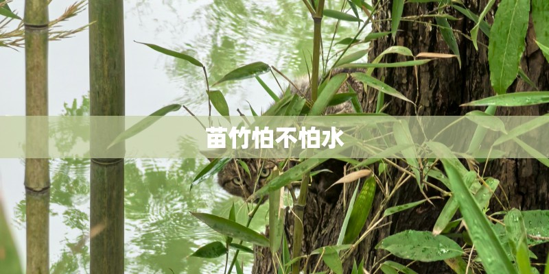 苗竹怕不怕水