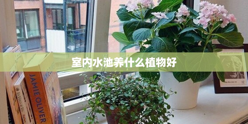 室内水池养什么植物好