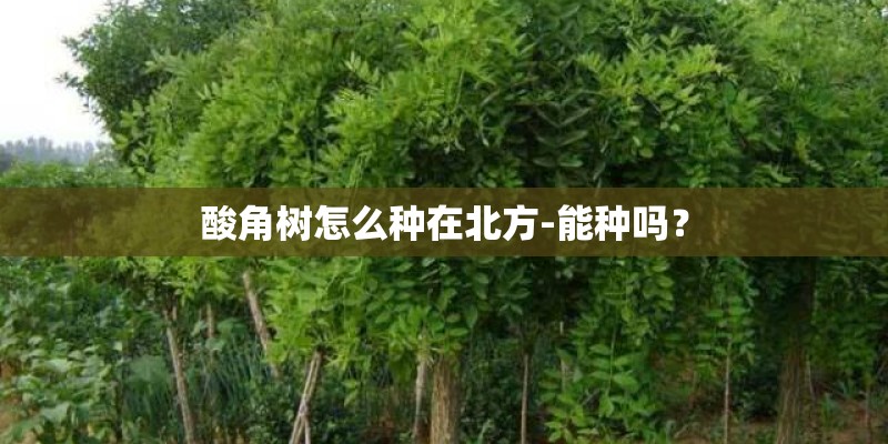 酸角树怎么种在北方-能种吗？