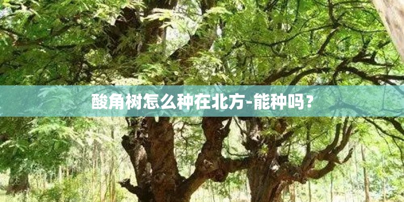 酸角树怎么种在北方-能种吗？