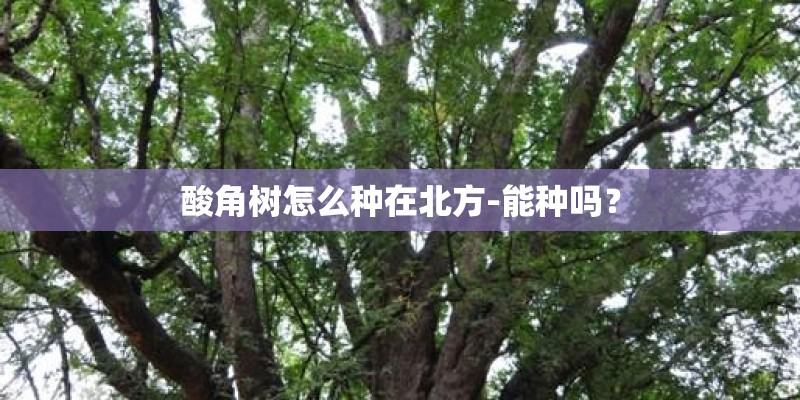酸角树怎么种在北方-能种吗？