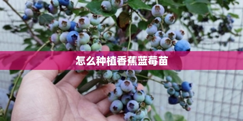怎么种植香蕉蓝莓苗