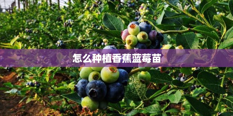 怎么种植香蕉蓝莓苗