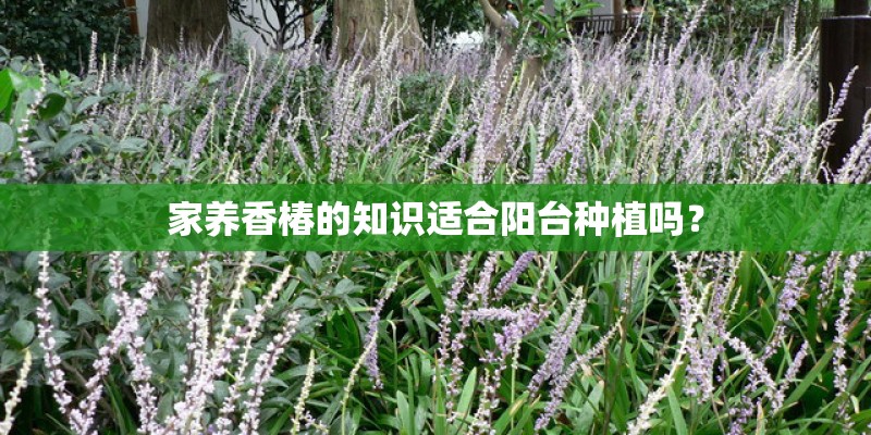 家养香椿的知识适合阳台种植吗？