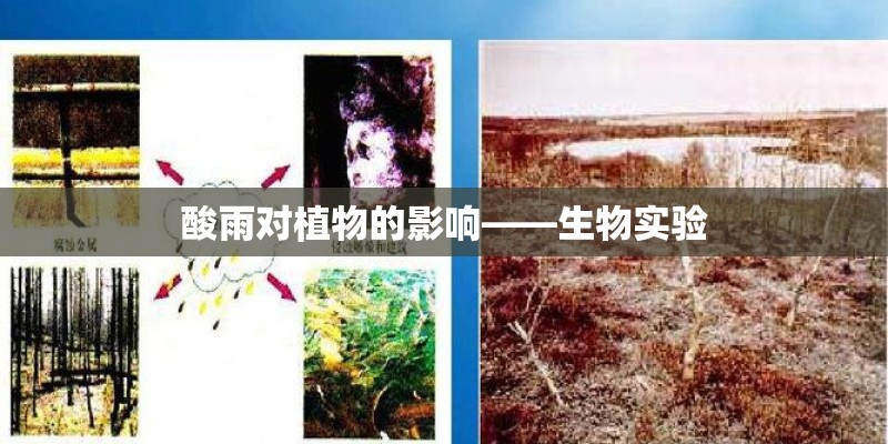 酸雨对植物的影响——生物实验